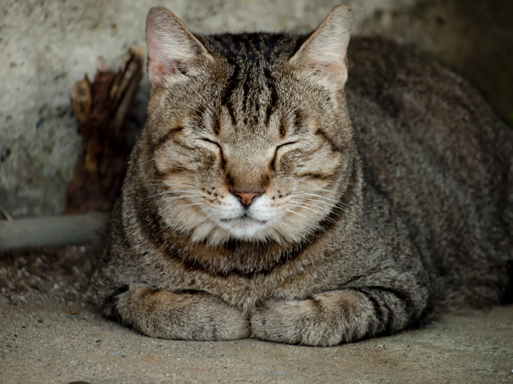 笑顔の睡眠
