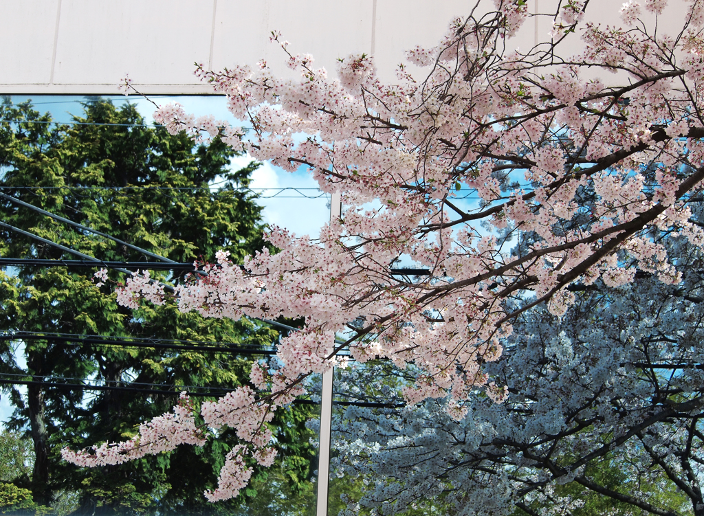 cherry blossom reflection