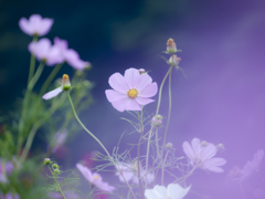 おぼろ秋桜