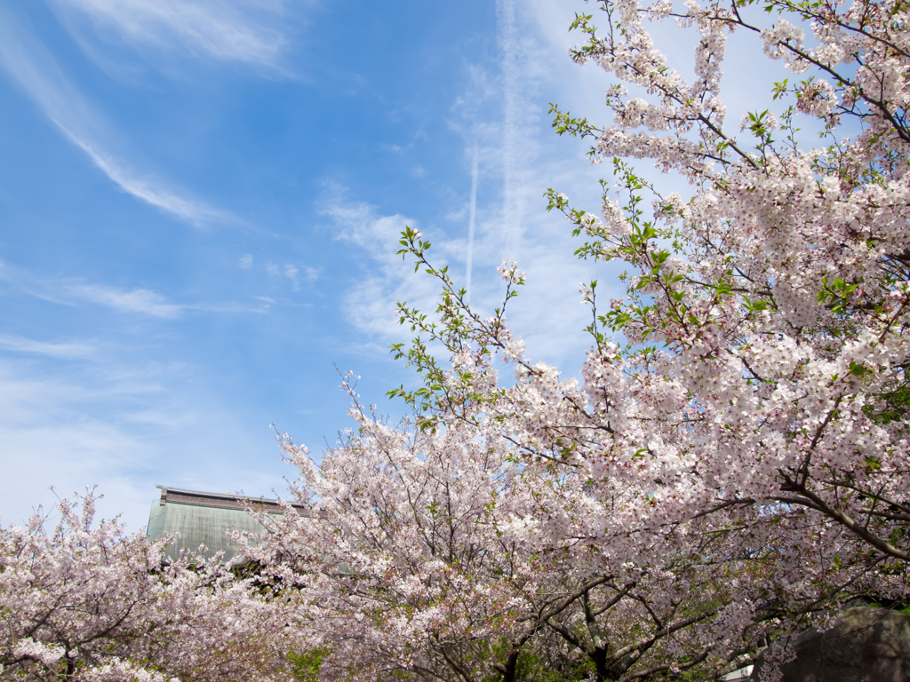 春の建長寺