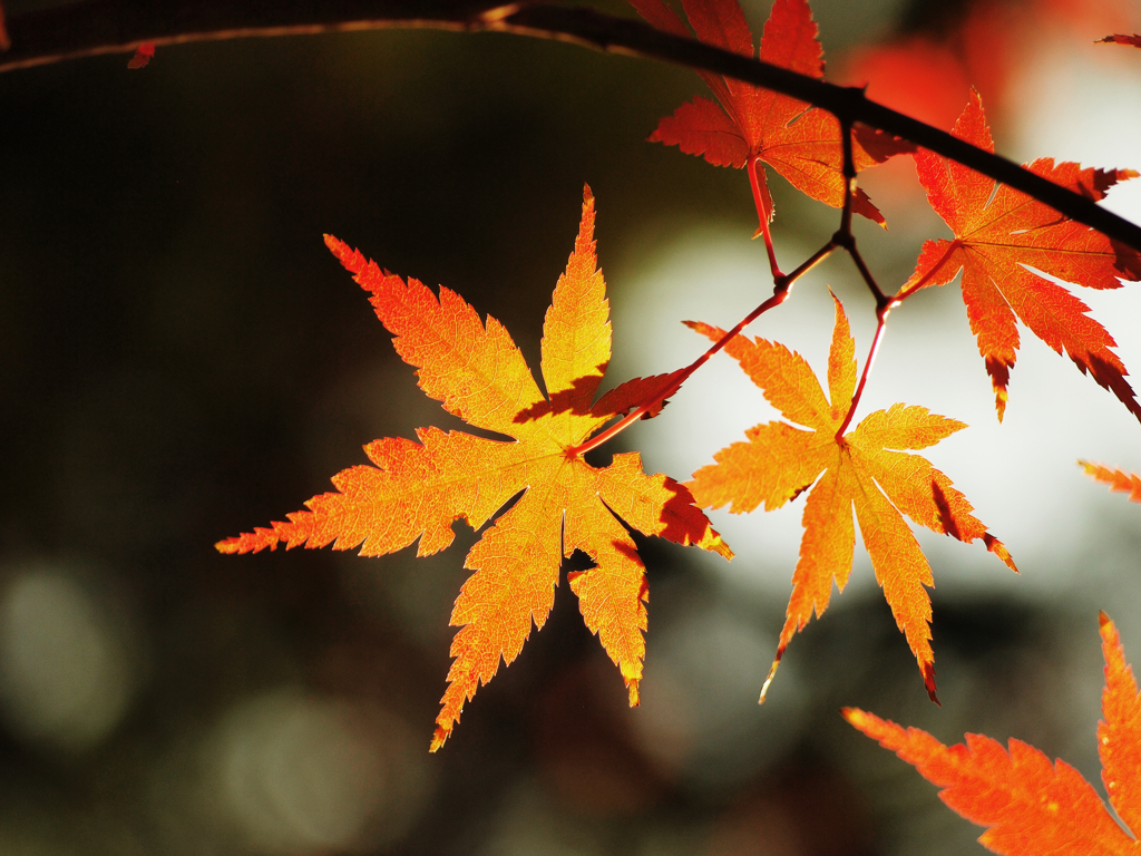 紅葉の光