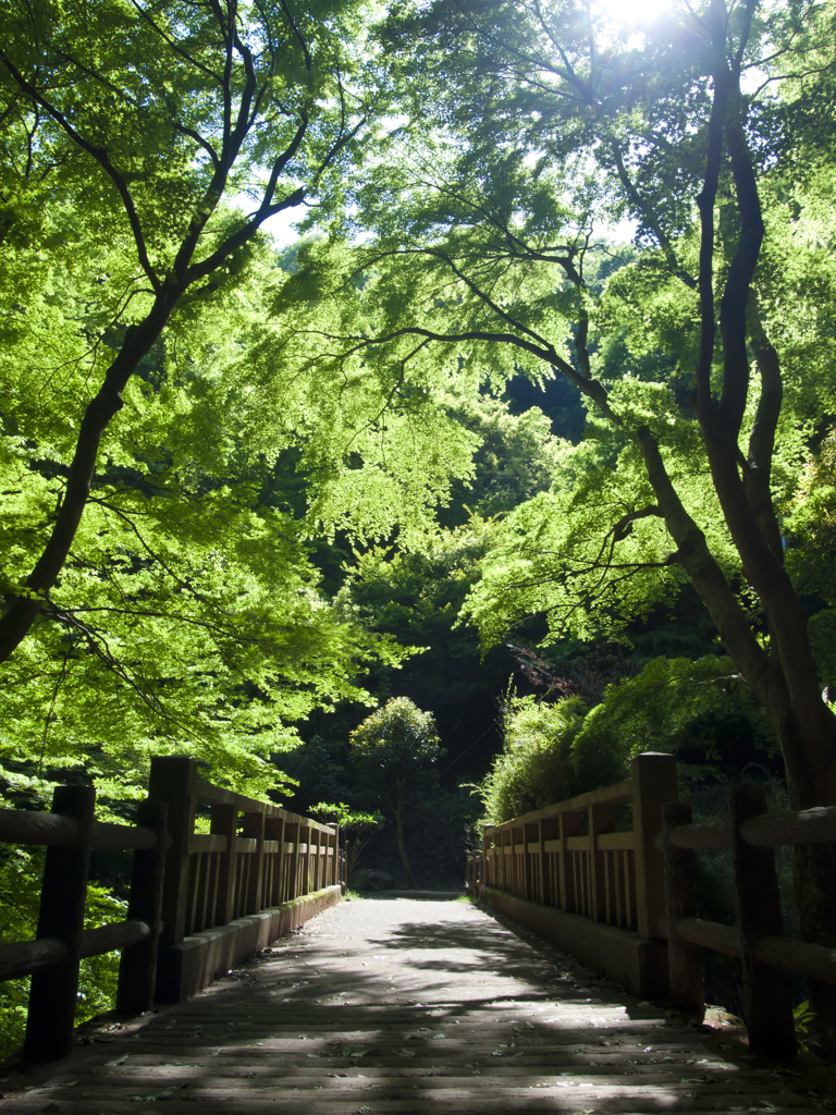 新緑の森