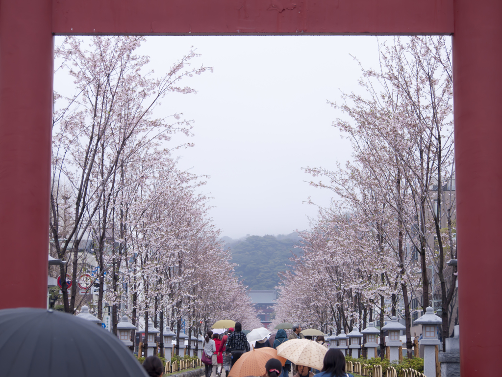 春の雨