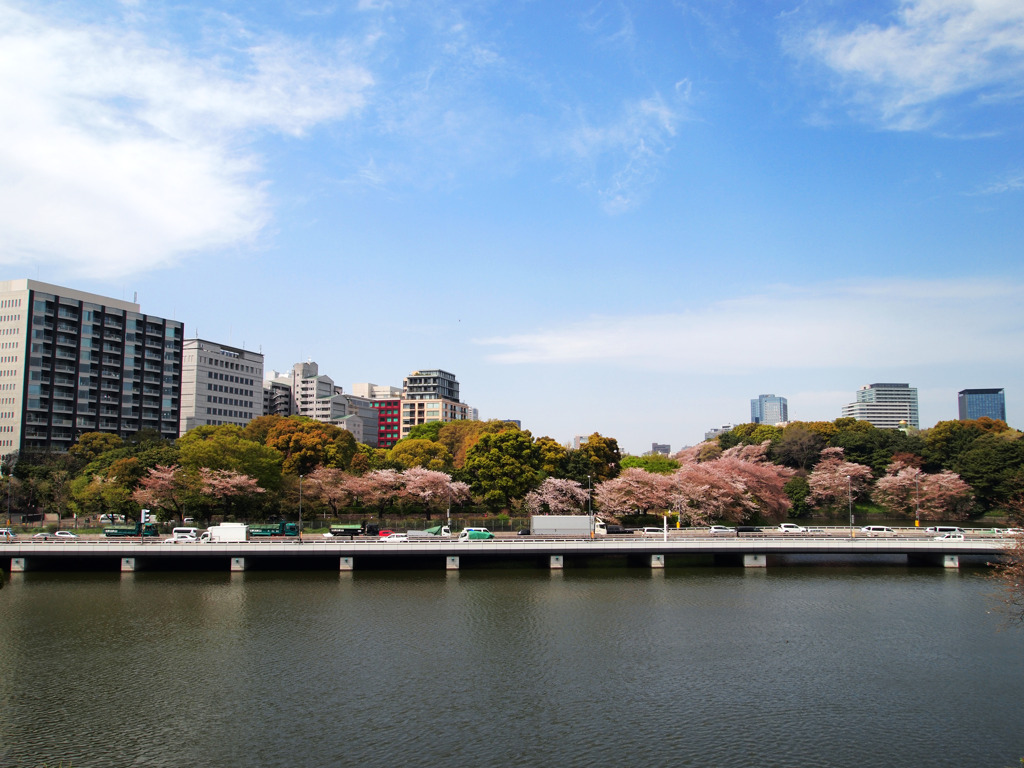 昼の首都高桜