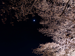 魅惑の夜桜