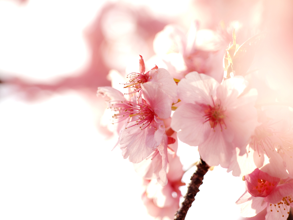 夢桜