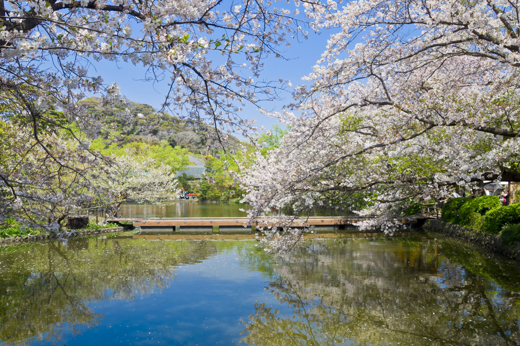 源平池の春