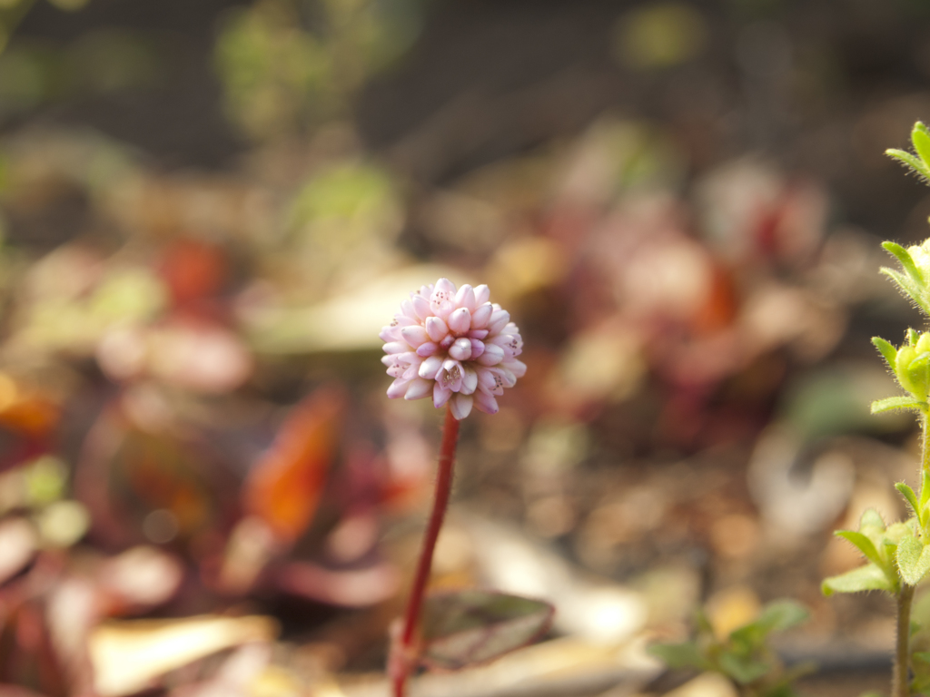 小さな花