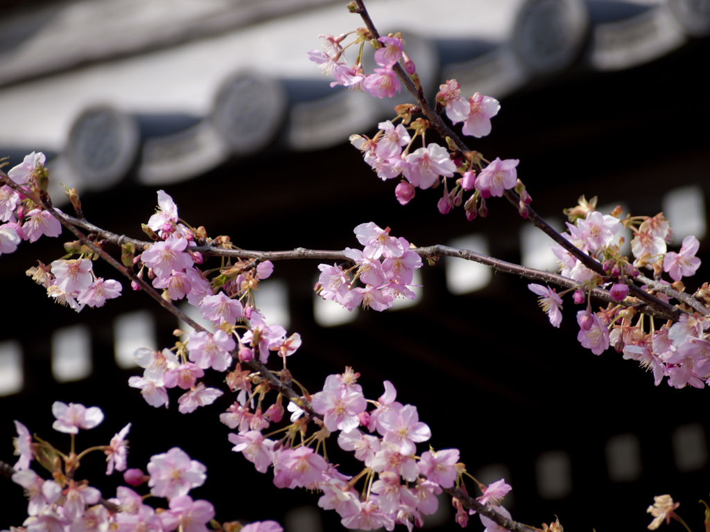 お寺を彩る花