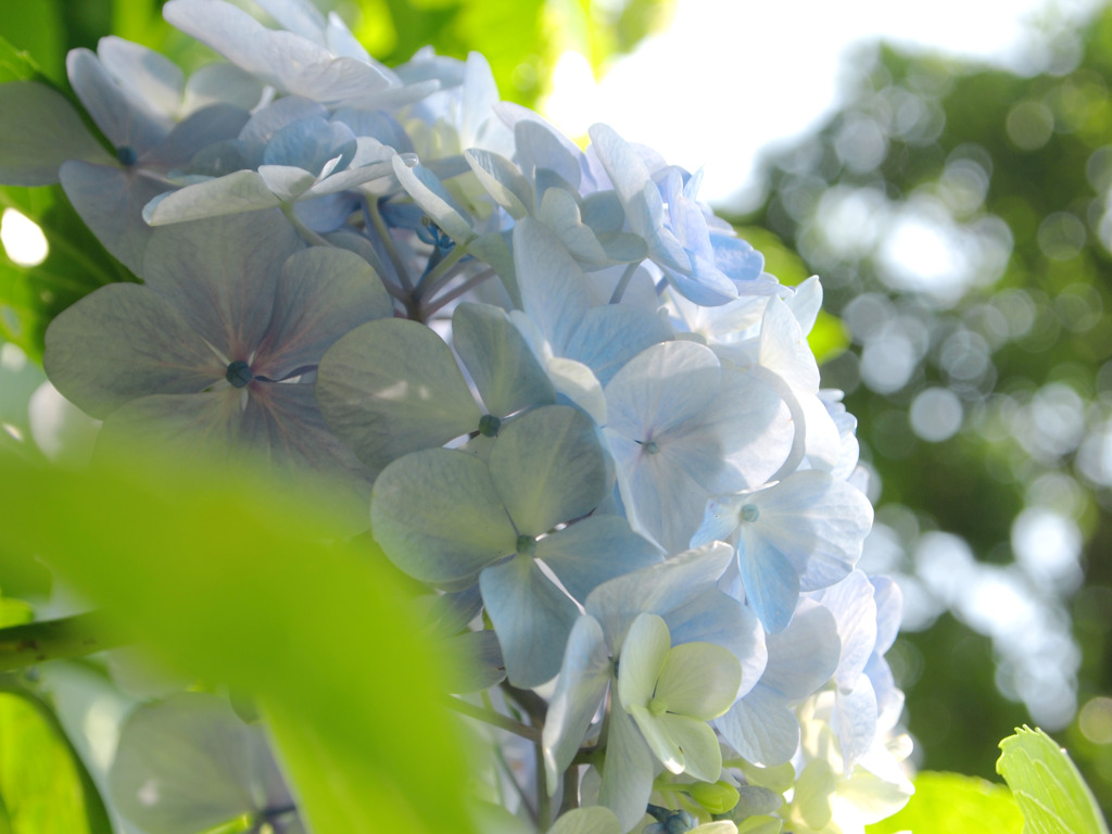 紫陽花の光