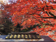 紅き屋根