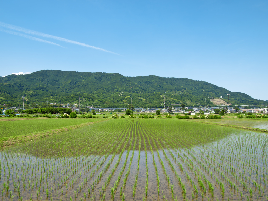 晴れやかな田園