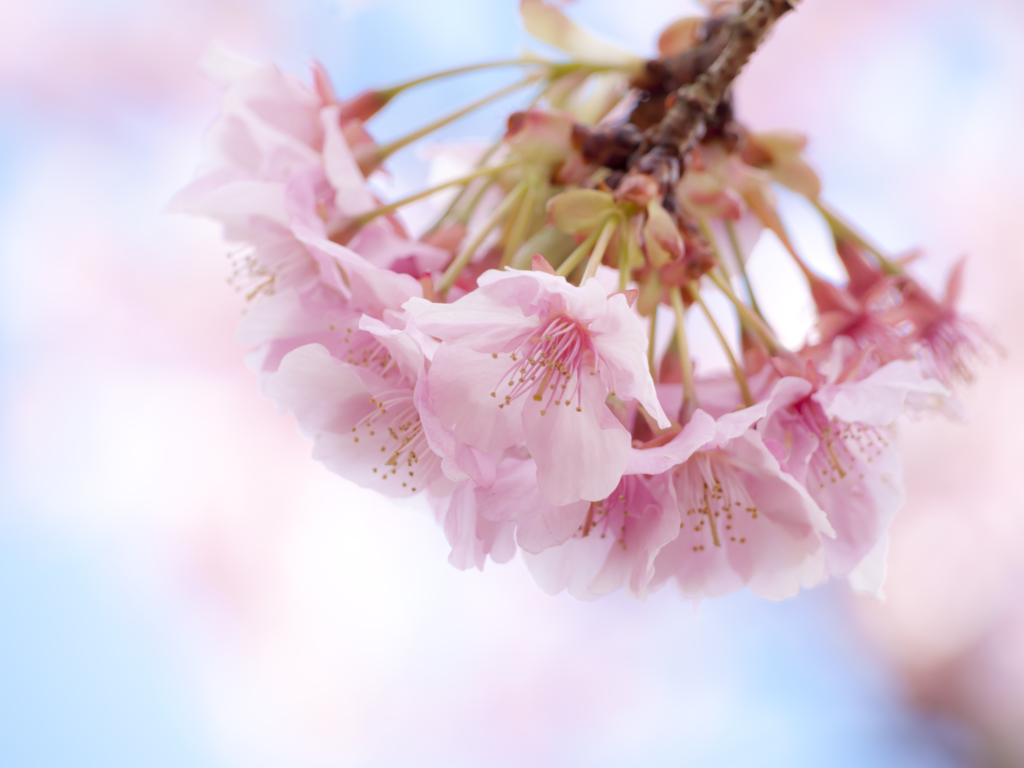 夢見桜