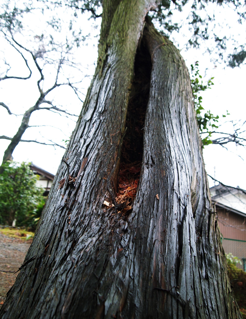 樹木の光沢