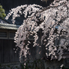 風情の春
