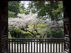 桜の入口