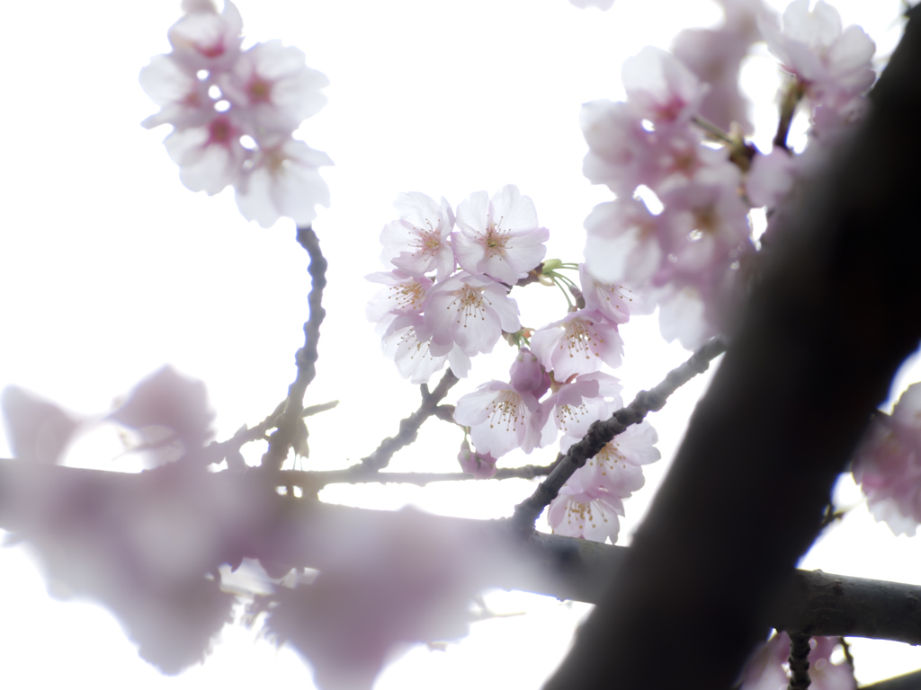 煌きの春