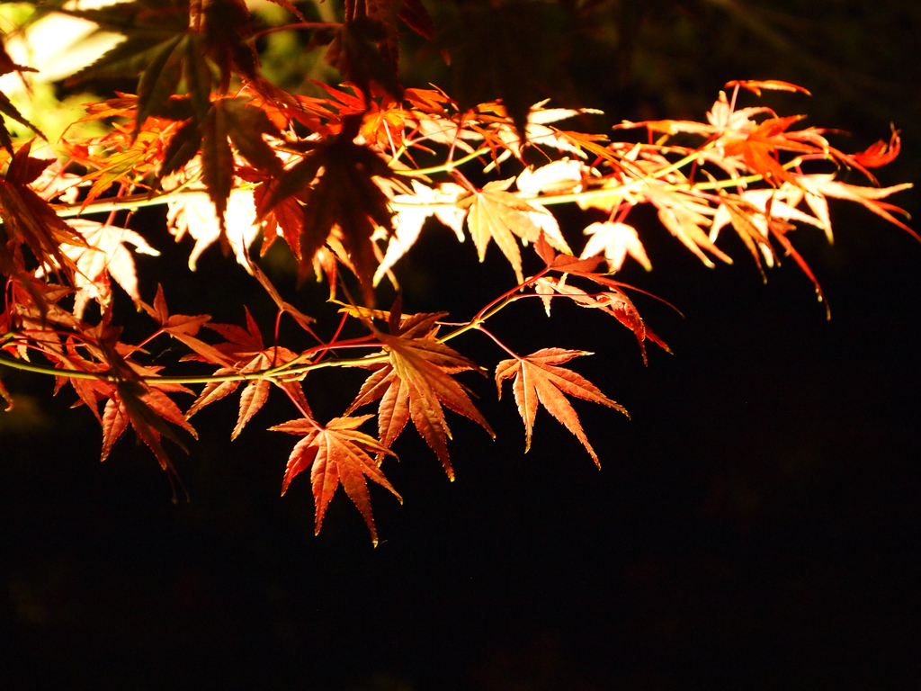 夜の紅