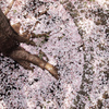 桜の足元