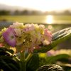 夕暮れの花