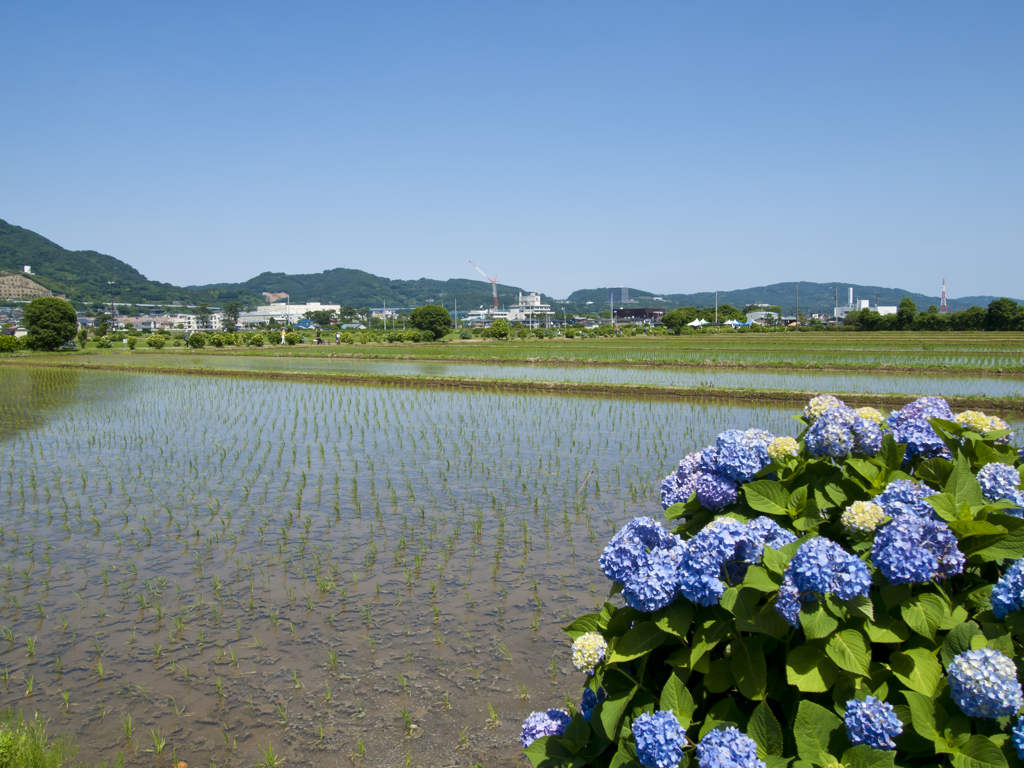 のどかな紫陽花