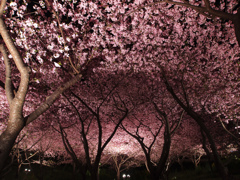 夜桜の波