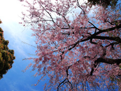 しだれ桜の空