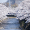 桜橋