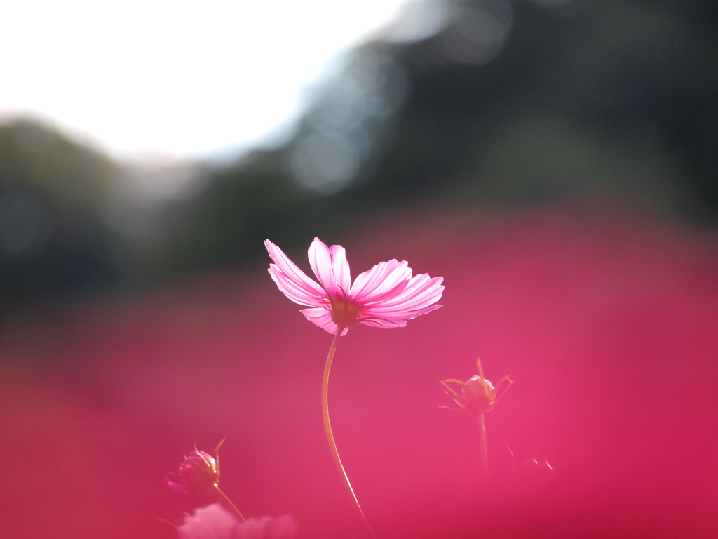 秋桜の温もり