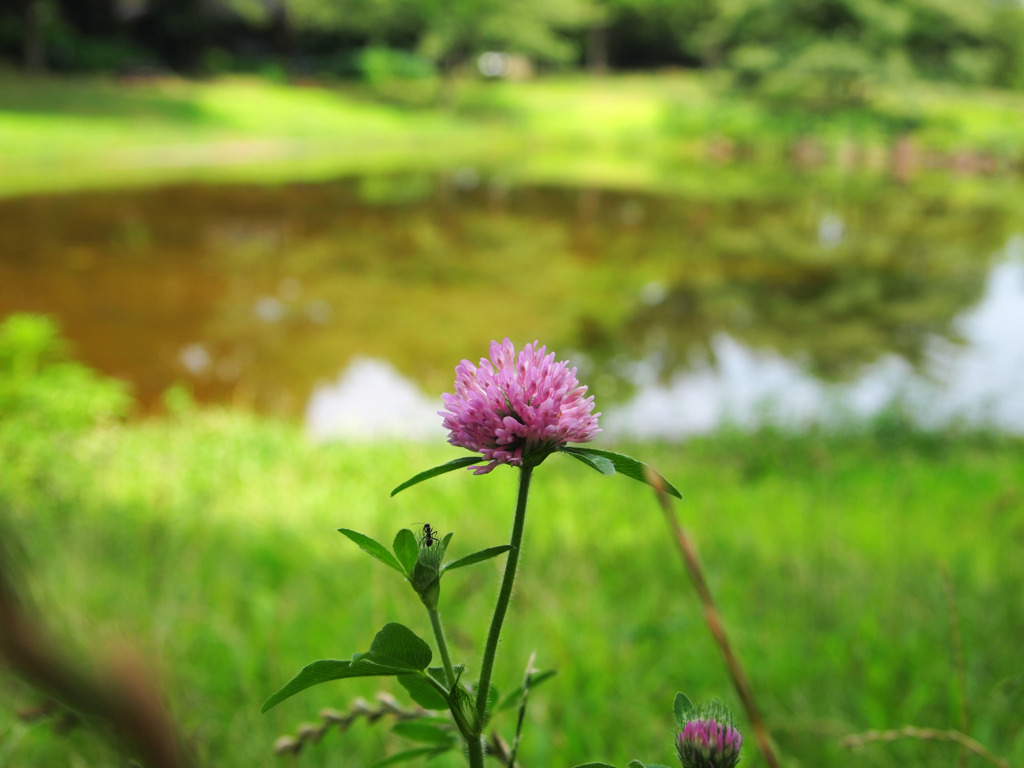 花の匂いに導かれて