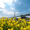 菜の花と明石大橋