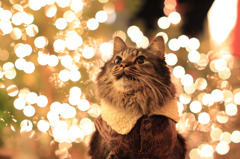 Sparkling Cat