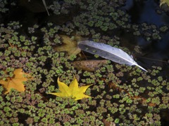 feather
