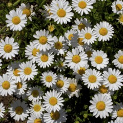 花＊花