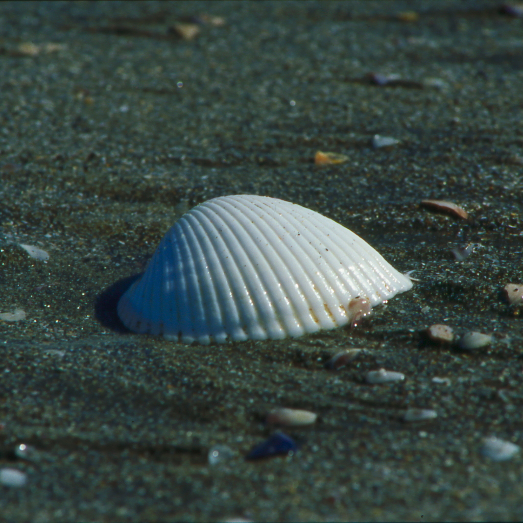 海からの贈物
