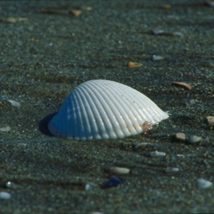 海からの贈物
