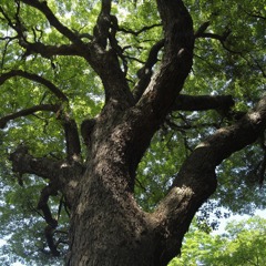 大樹