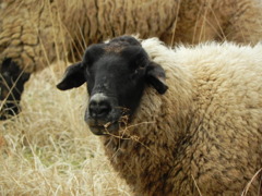 Suffolk