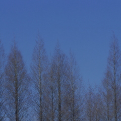 木立