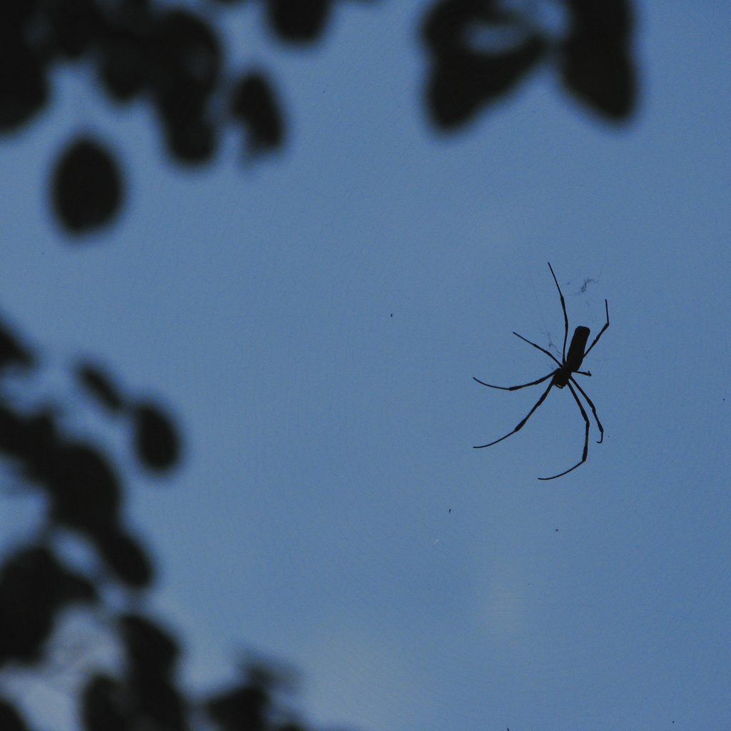 Spider