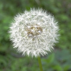 綿毛