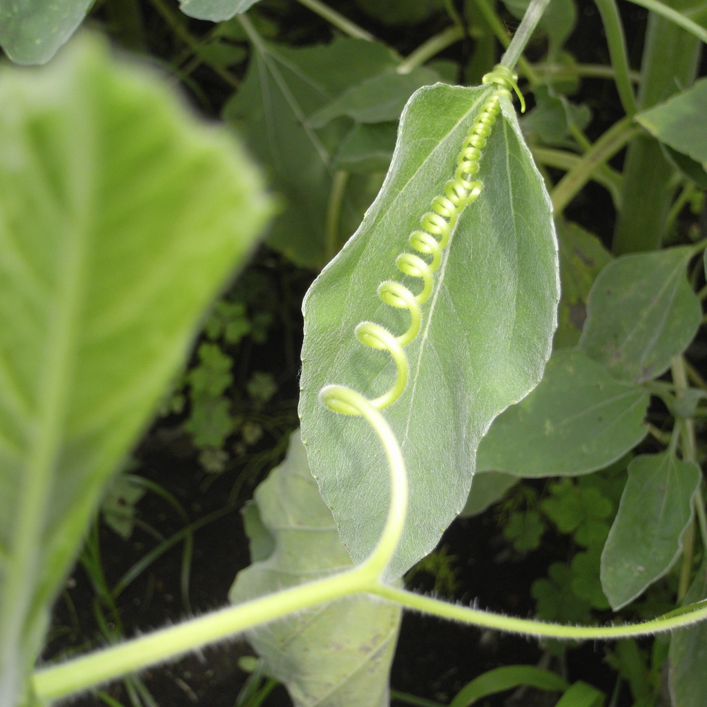 Coilspring