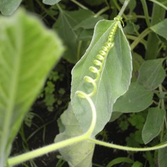 Coilspring
