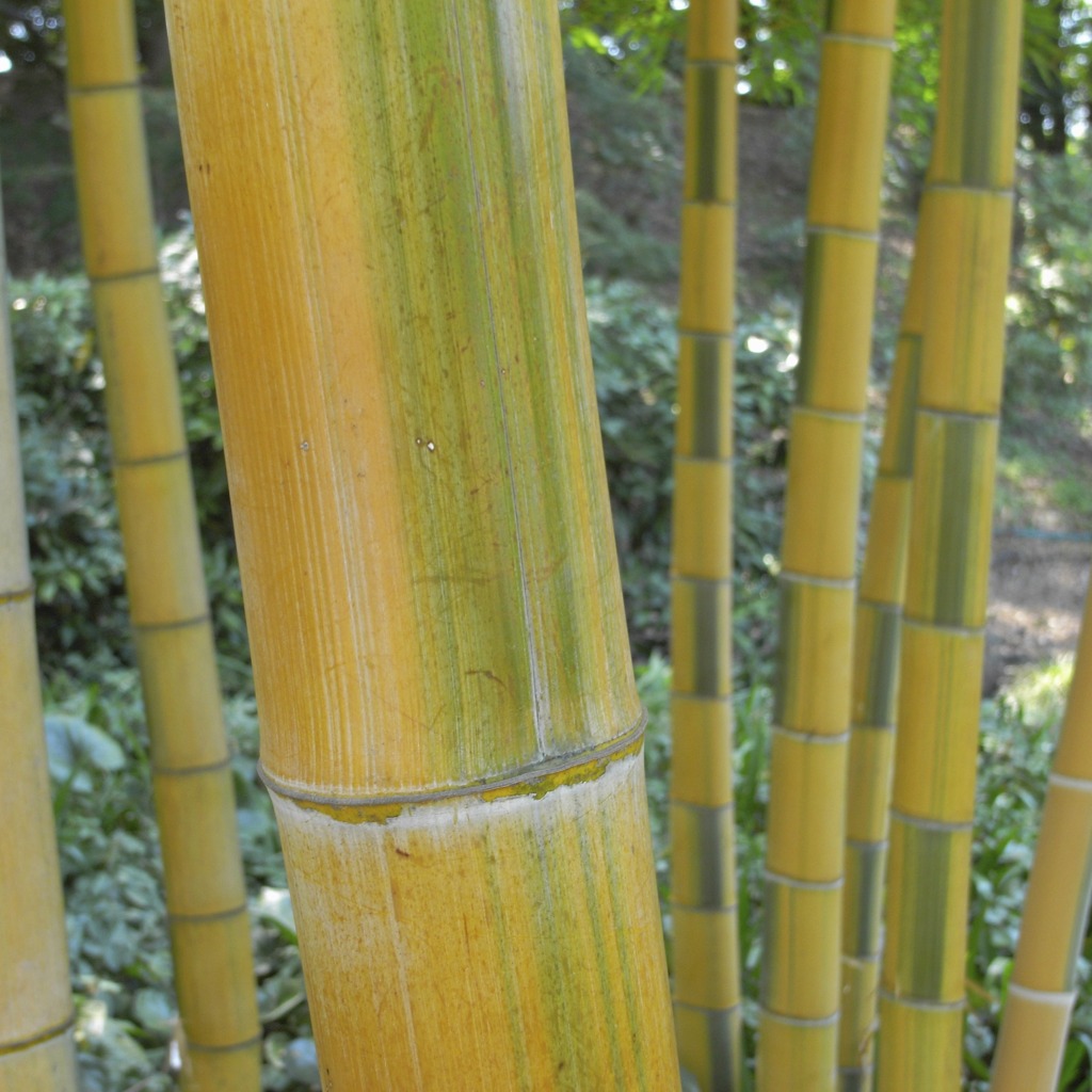 キンメイモウソウチク