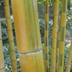 キンメイモウソウチク