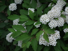 小手毬