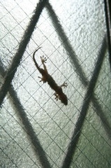 gecko