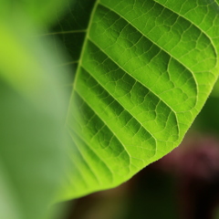 Leaf