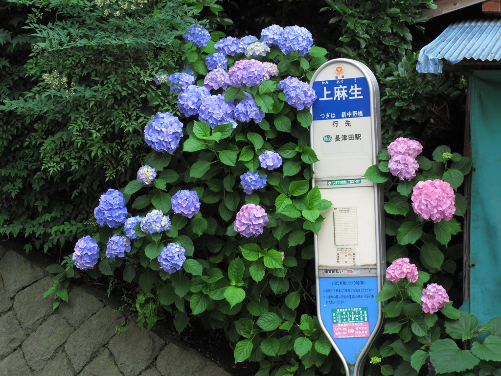 バス停
