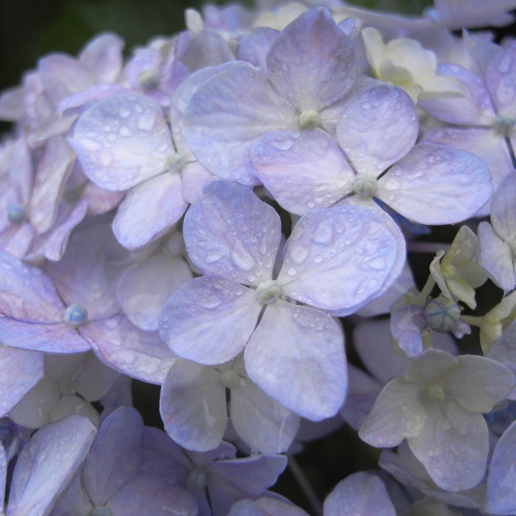 紫陽花